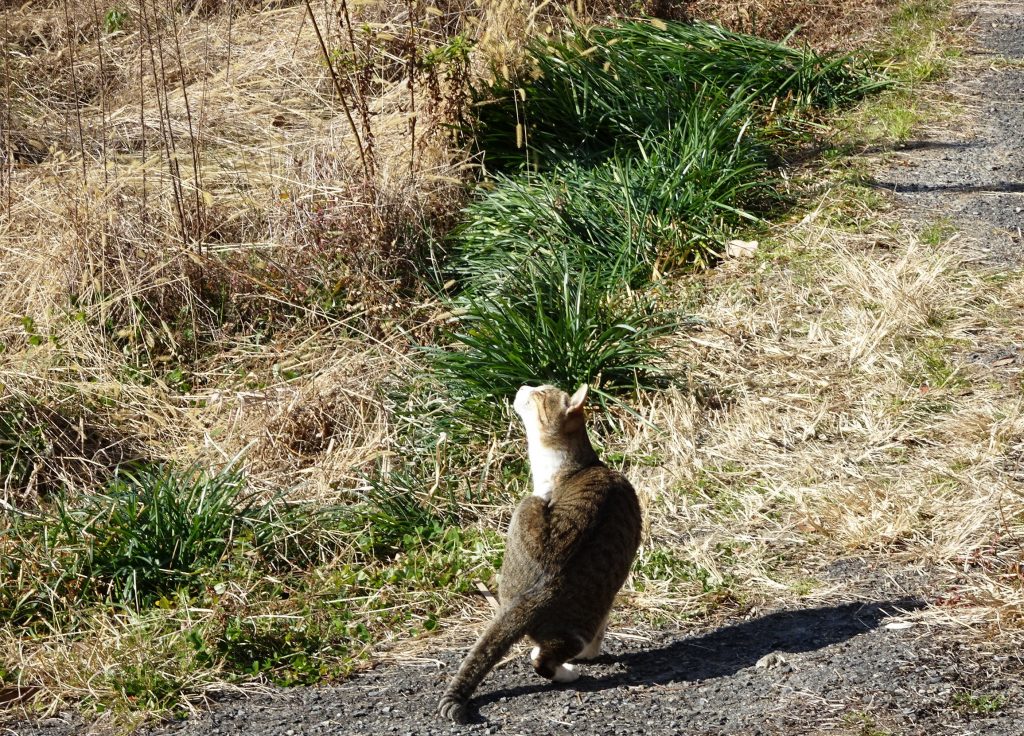 ねこ、風太 巡回