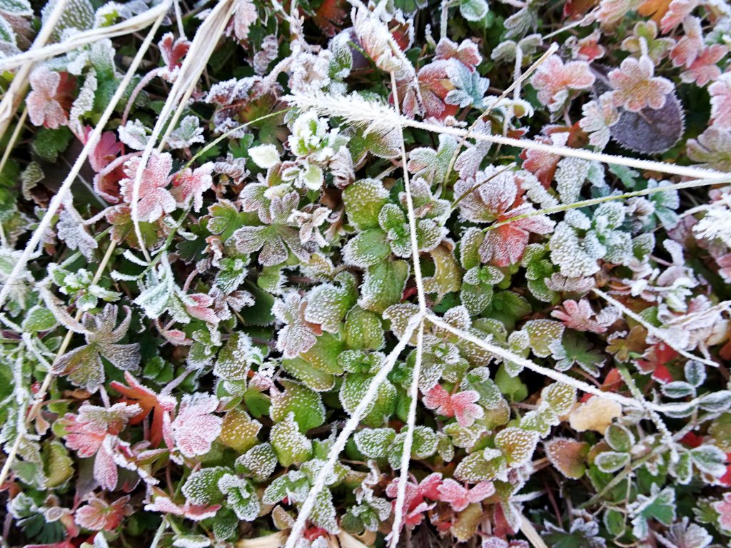 霜の降りた草