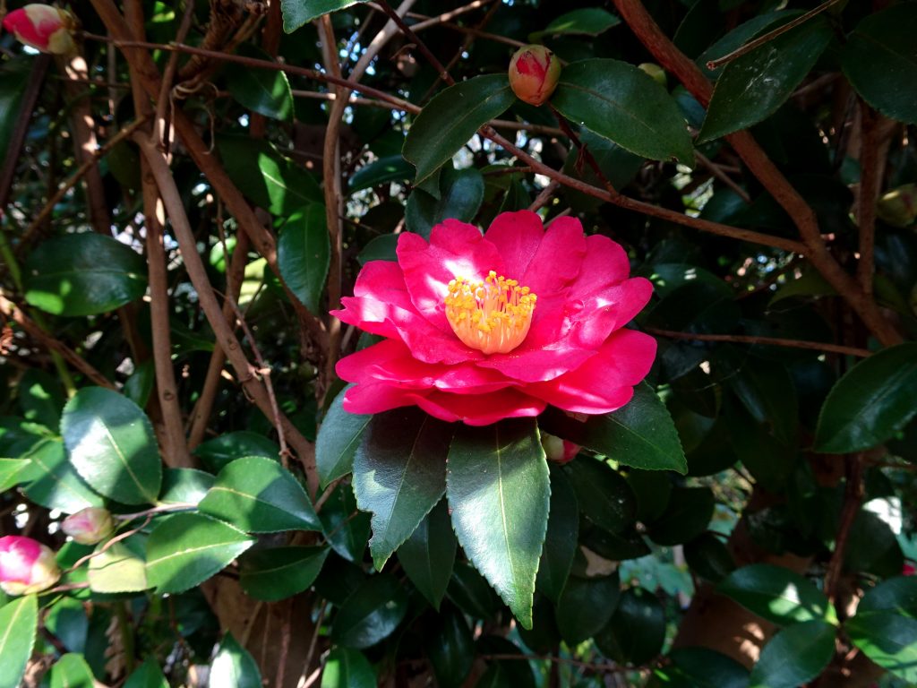 山茶花