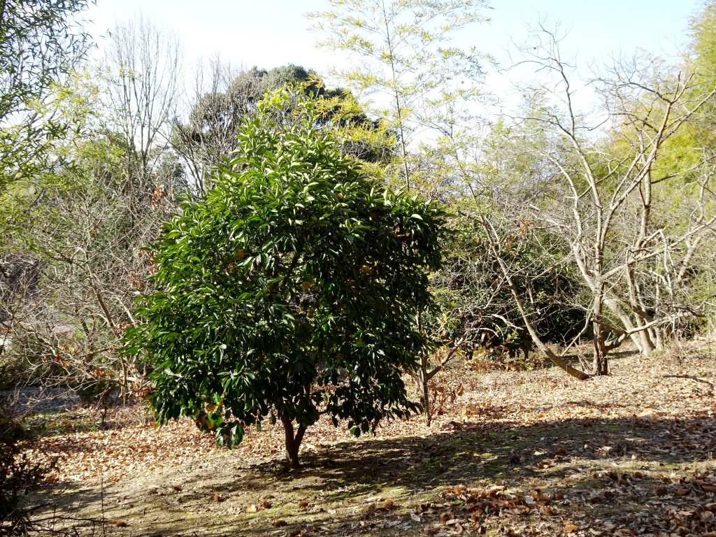 蜜柑の木