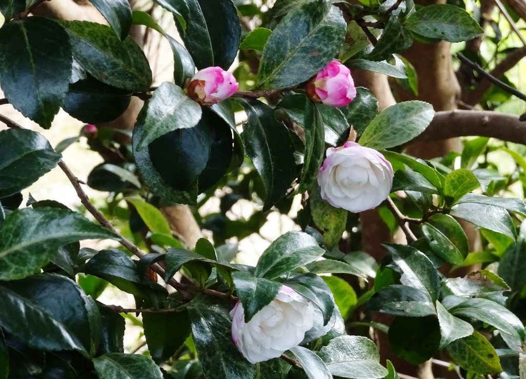 山茶花