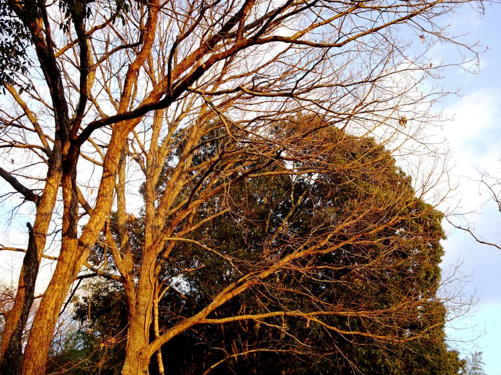 冬の夕陽