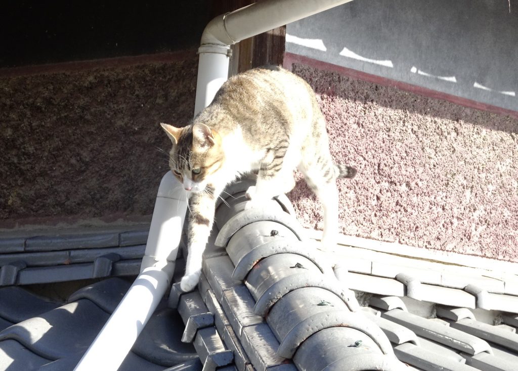 ねこ、風太 巡回