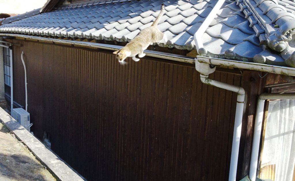 ねこ、風太 巡回