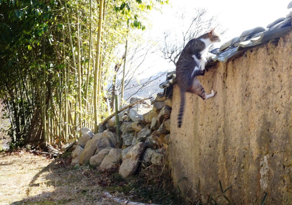 ねこ、風太 巡回