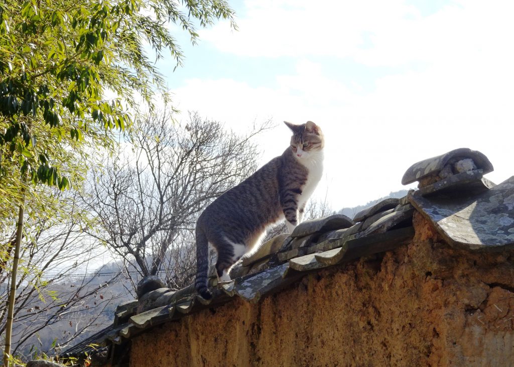 ねこ、風太 巡回