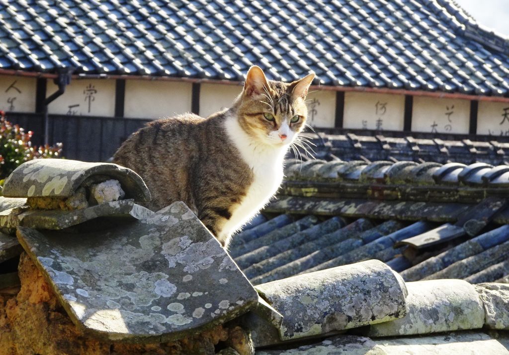 ねこ、風太 巡回