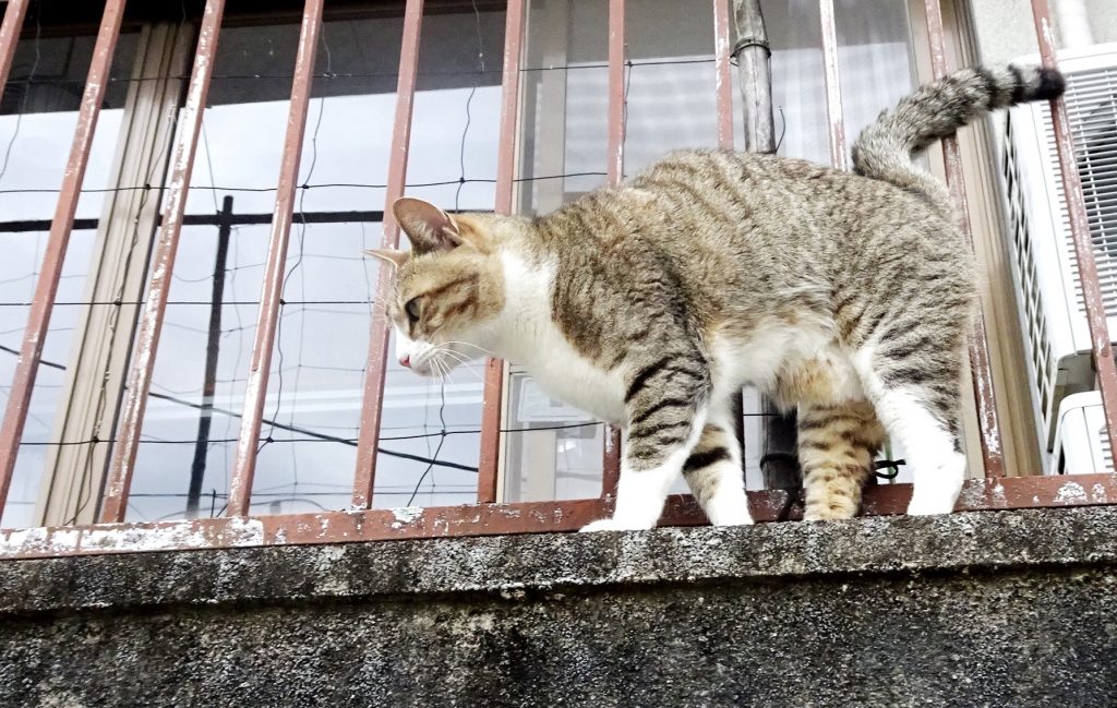 ねこ、風太 巡回