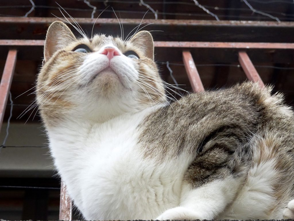 ねこ、風太 巡回