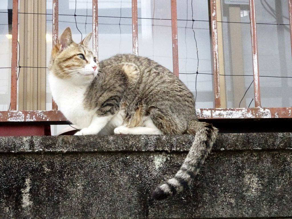 ねこ、風太 巡回