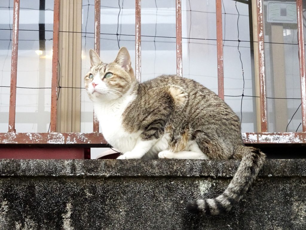 ねこ、風太 巡回