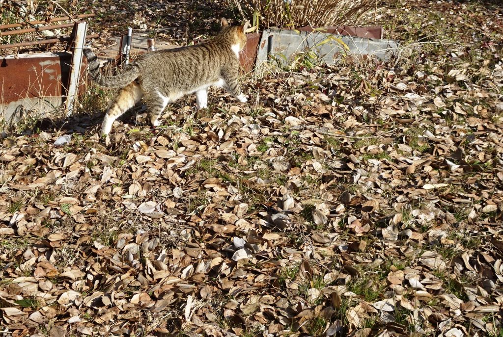 ねこ、風太 巡回