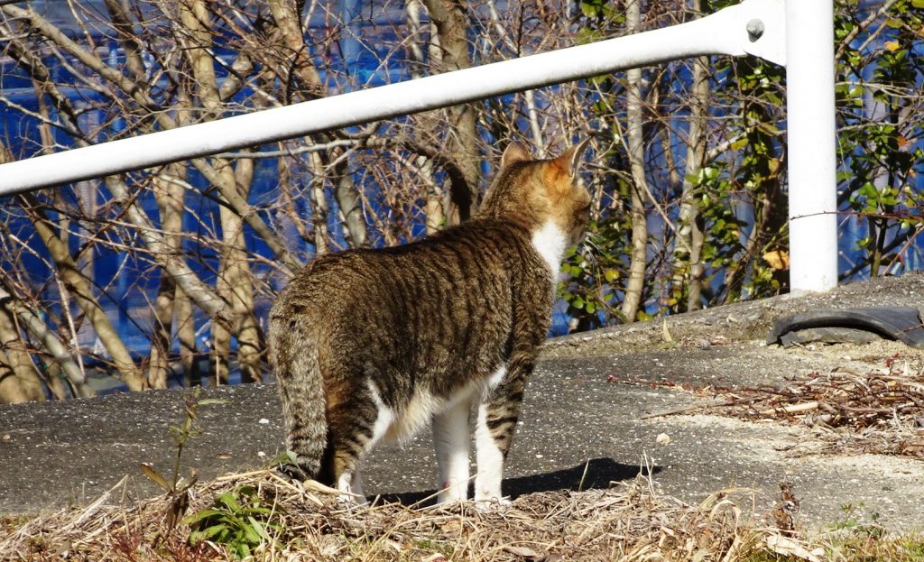 ねこ、風太 巡回