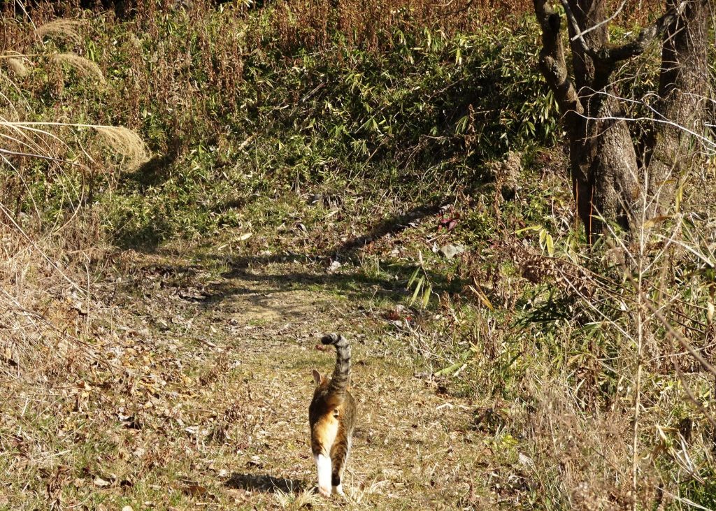 ねこ、風太 巡回