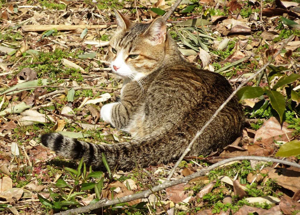 ねこ、風太 巡回