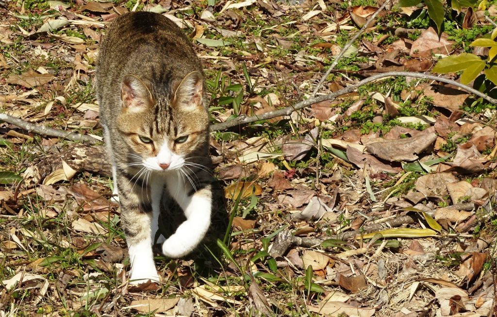 ねこ、風太 巡回