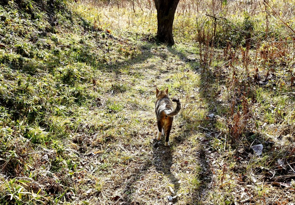 ねこ、風太 巡回