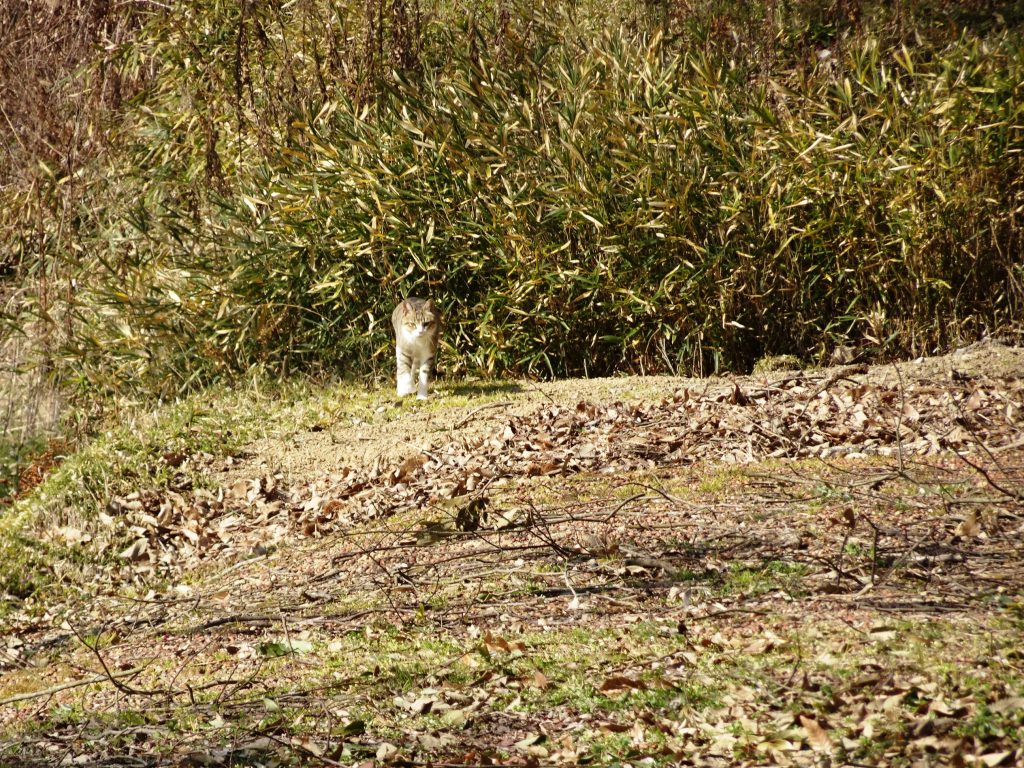 ねこ、風太 巡回