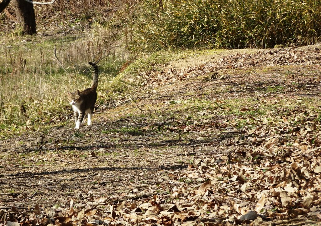 ねこ、風太 巡回