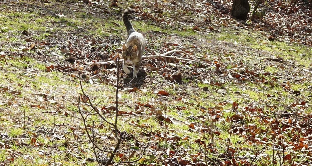 ねこ、風太 巡回