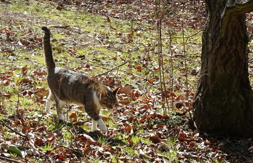 ねこ、風太 巡回