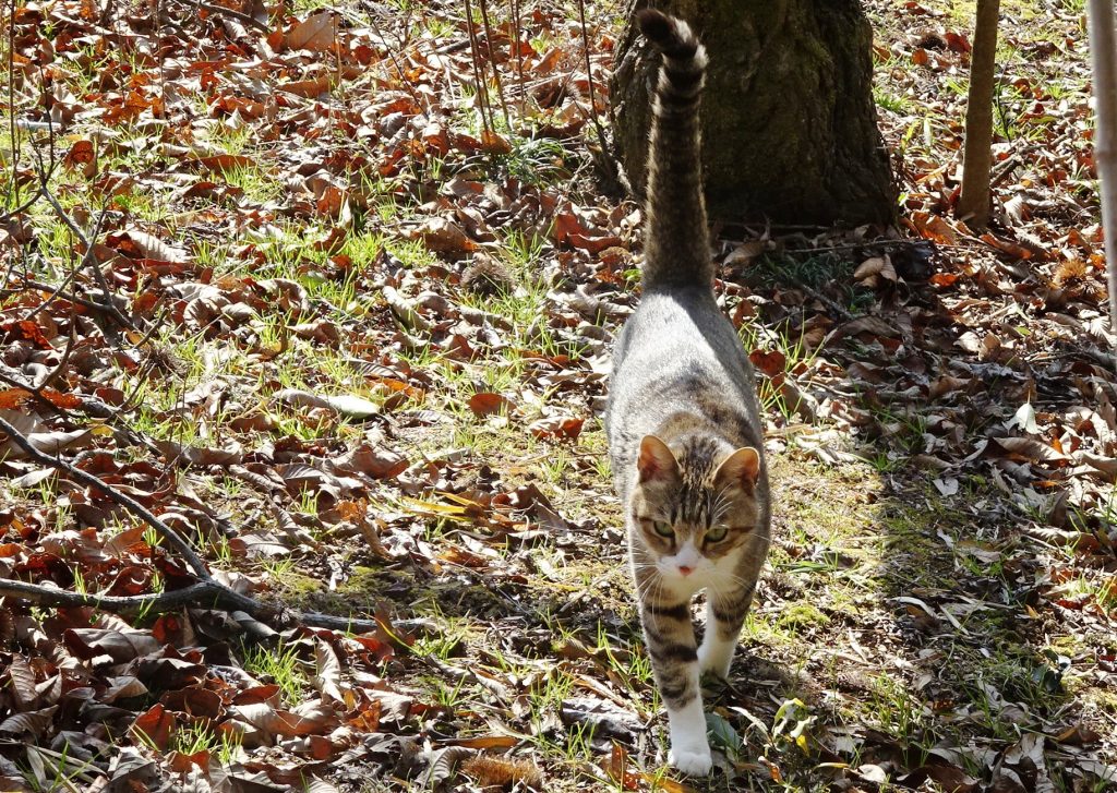 ねこ、風太 巡回