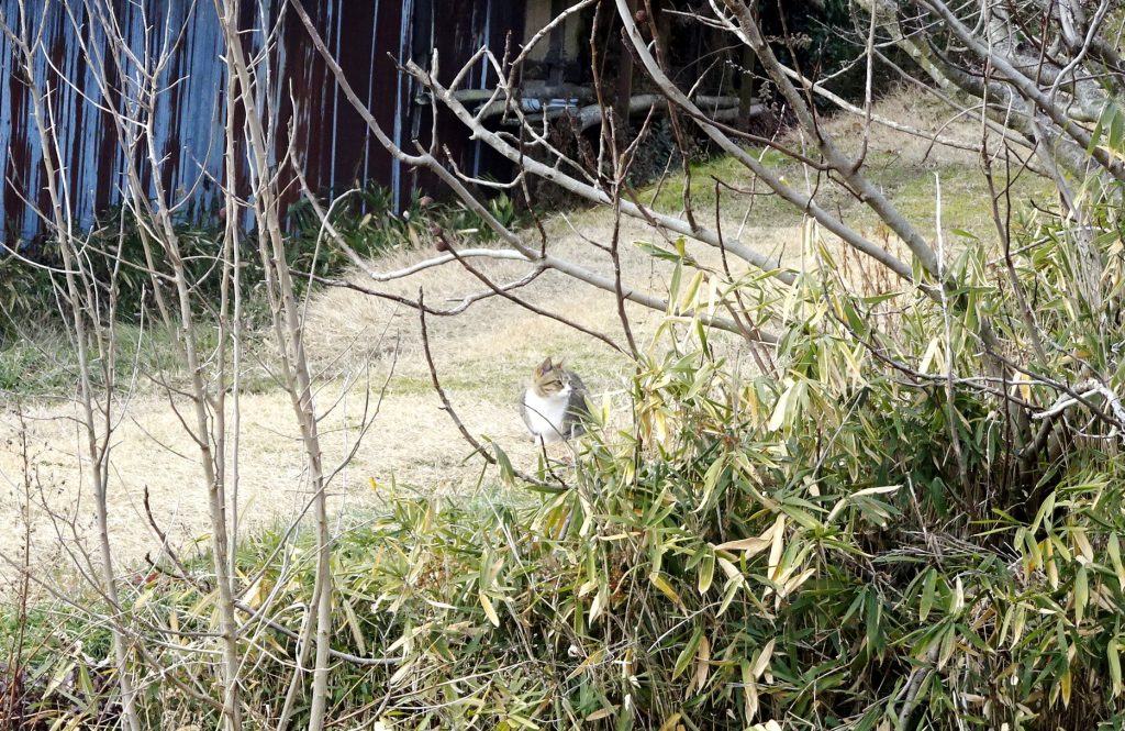 ねこ、風太 巡回