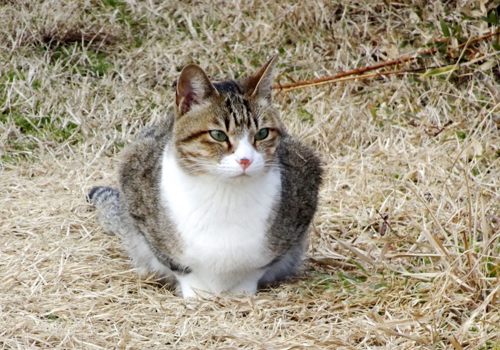 ねこ、風太 巡回