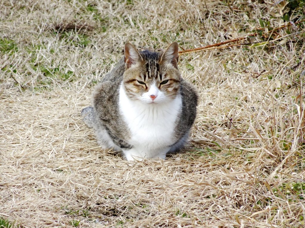 ねこ、風太 巡回
