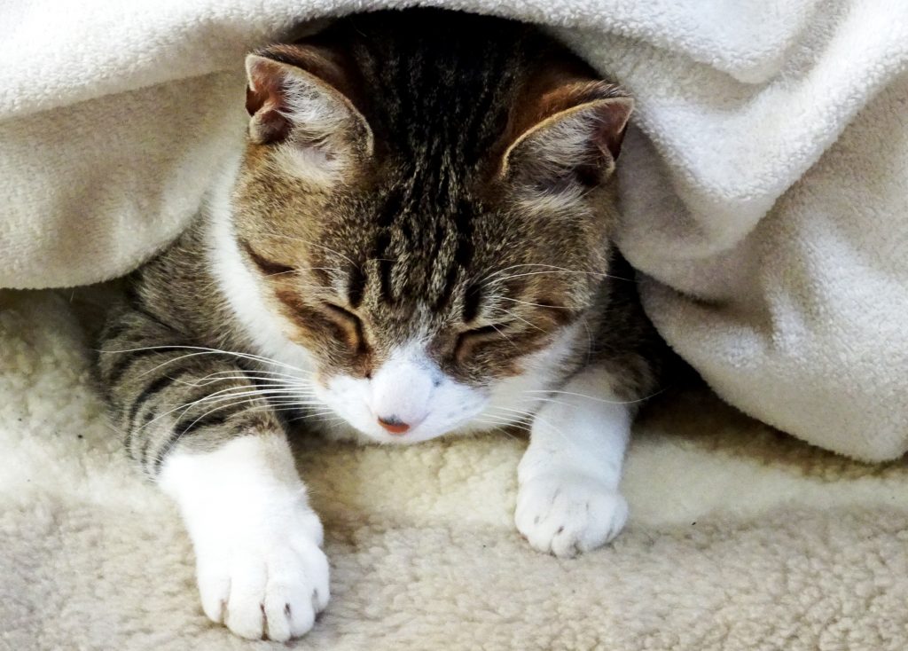 ねこ、風太 ベッド