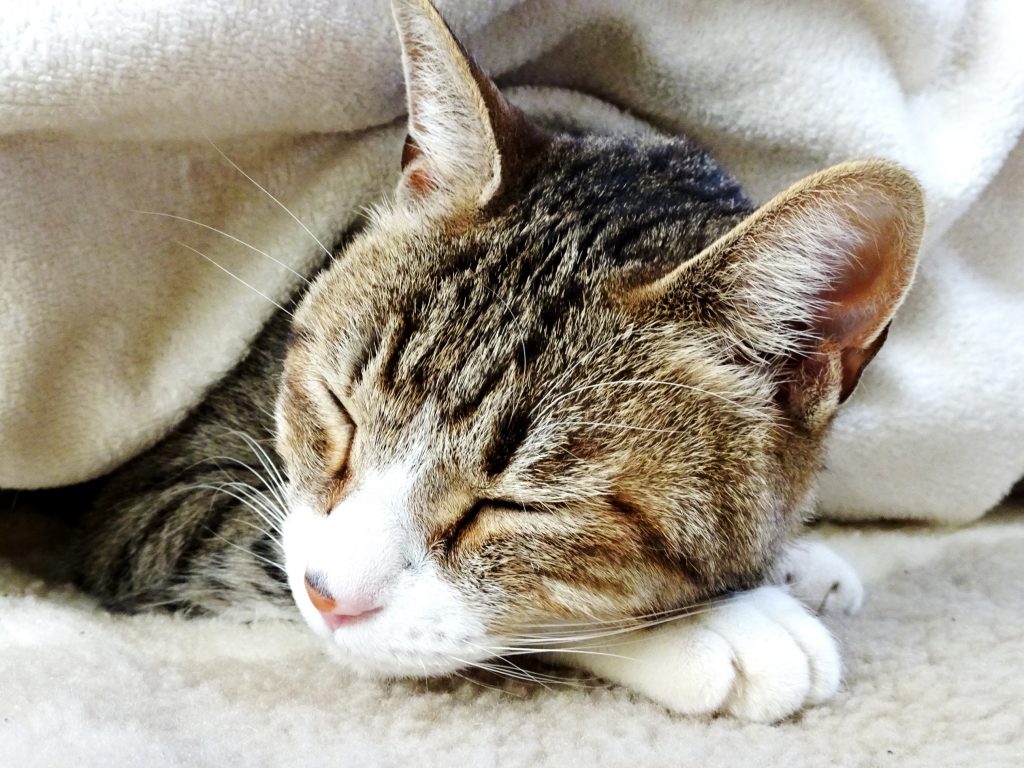 ねこ、風太 巡回