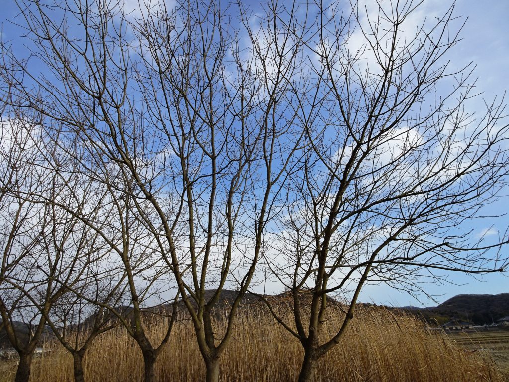 冬木立