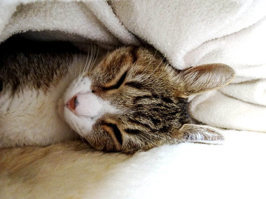 ねこ、風太 ベッド