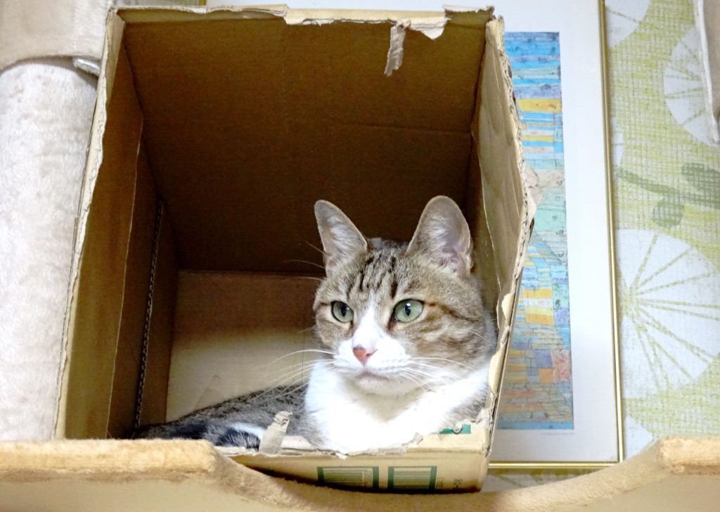 ねこ、風太 箱の中