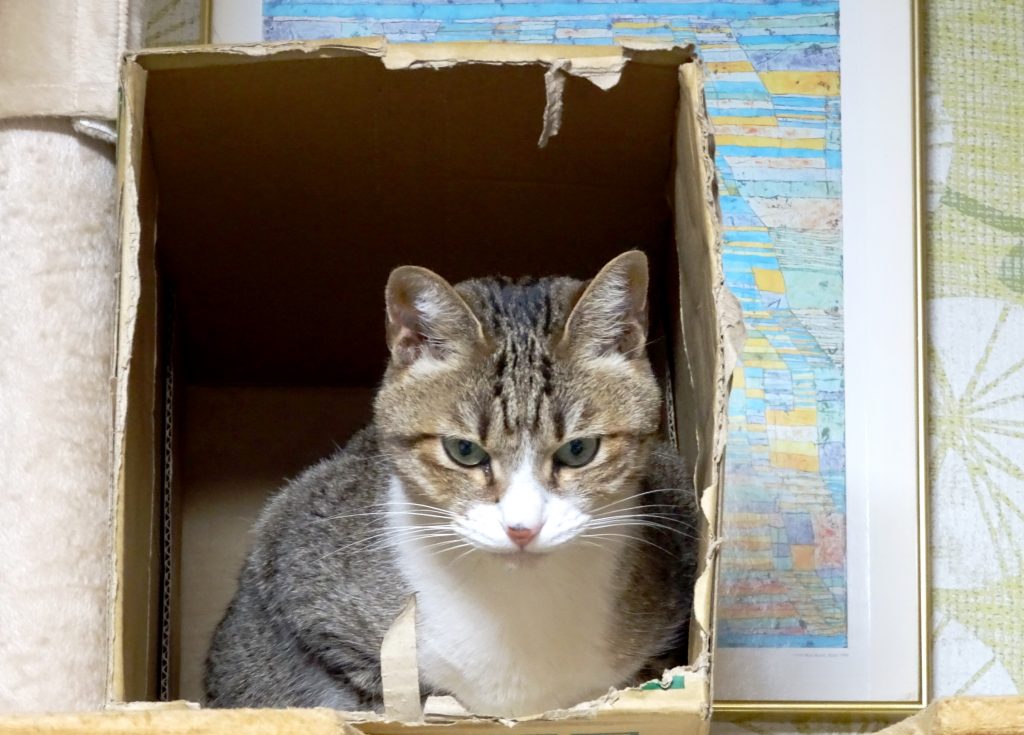ねこ、風太 箱の中