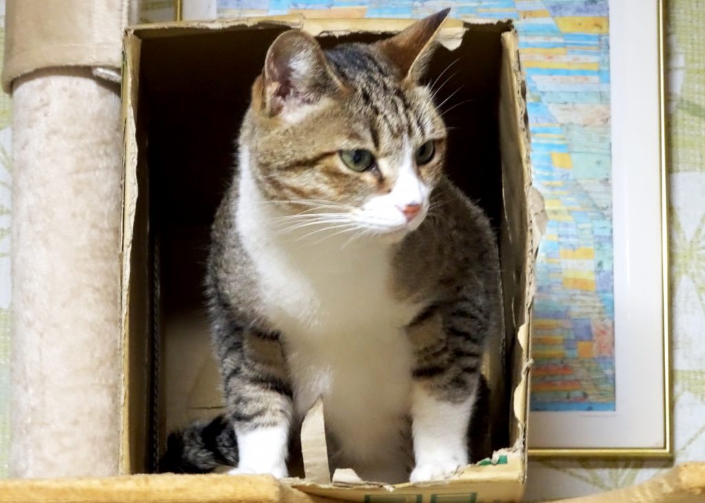 ねこ、風太 箱の中