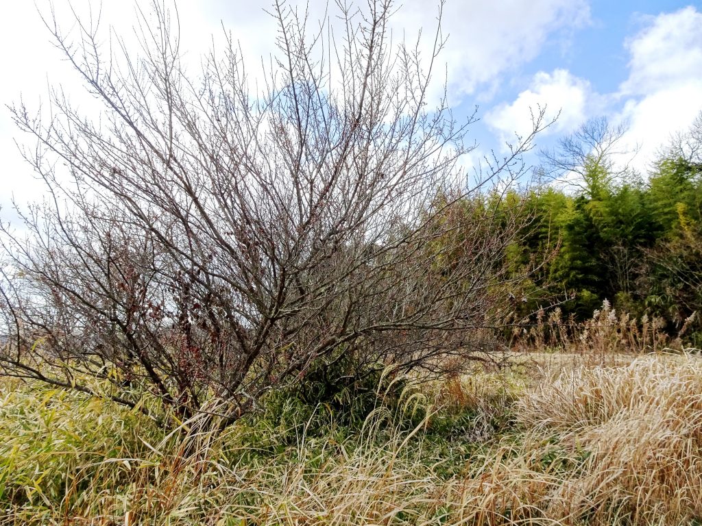 梅の木