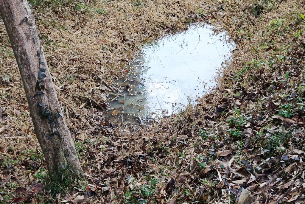 雨水