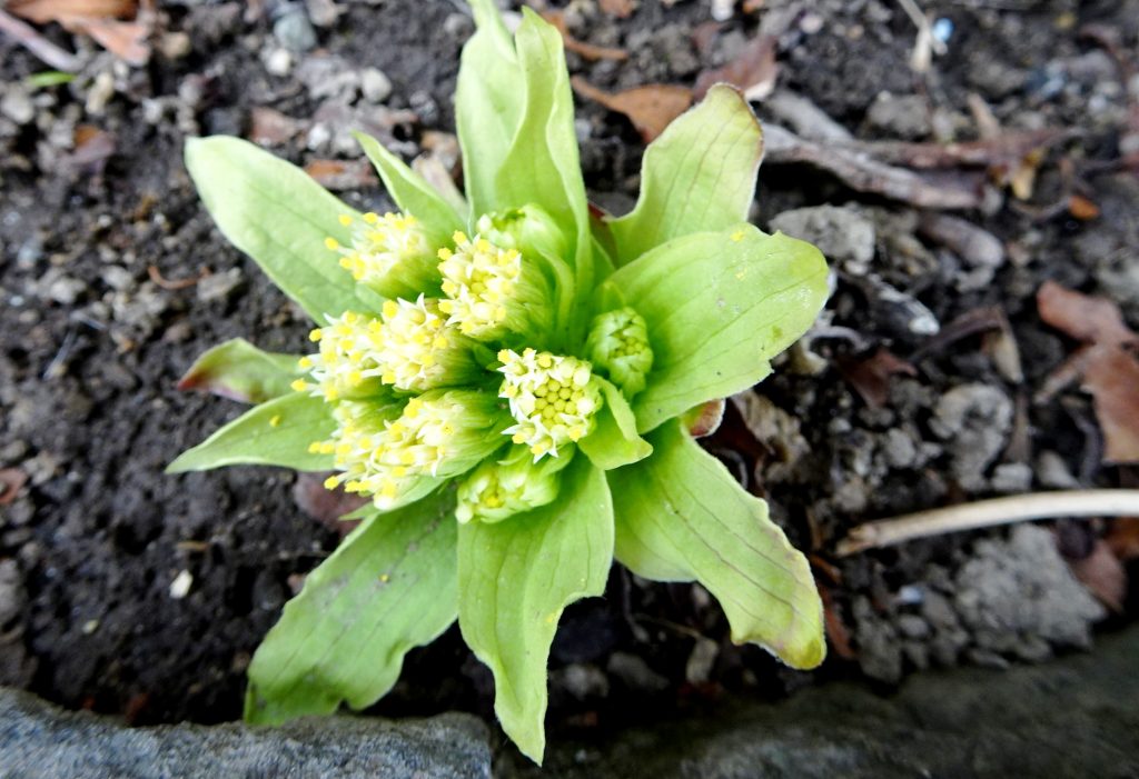 ふきのとう(蕗の薹)