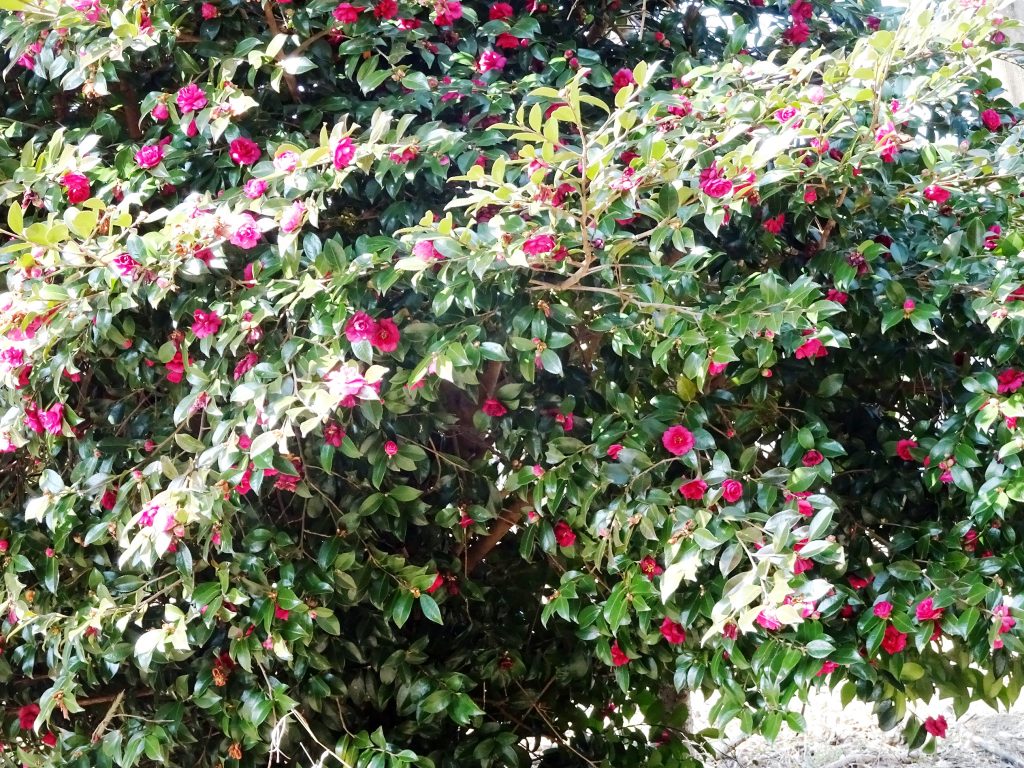 山茶花