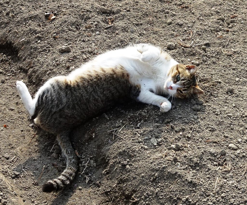 ねこ、風太 ゴロゴロ