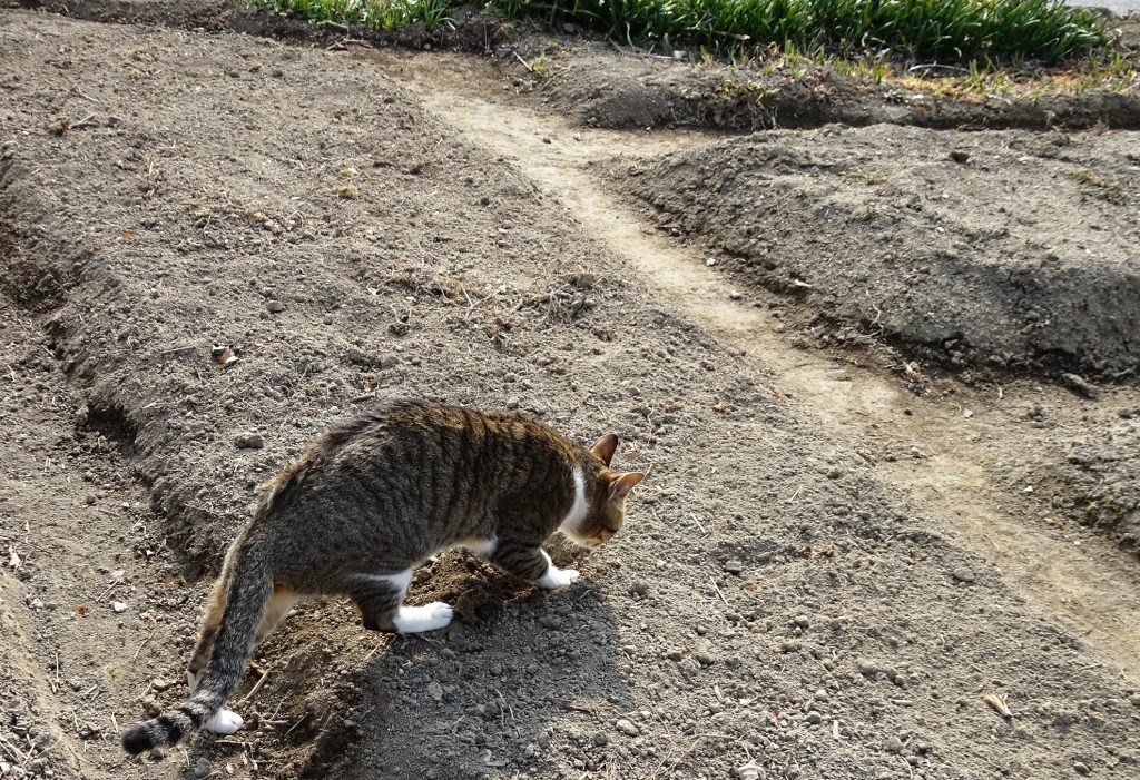 ねこ、風太 巡回