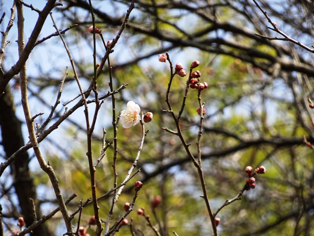 梅一輪