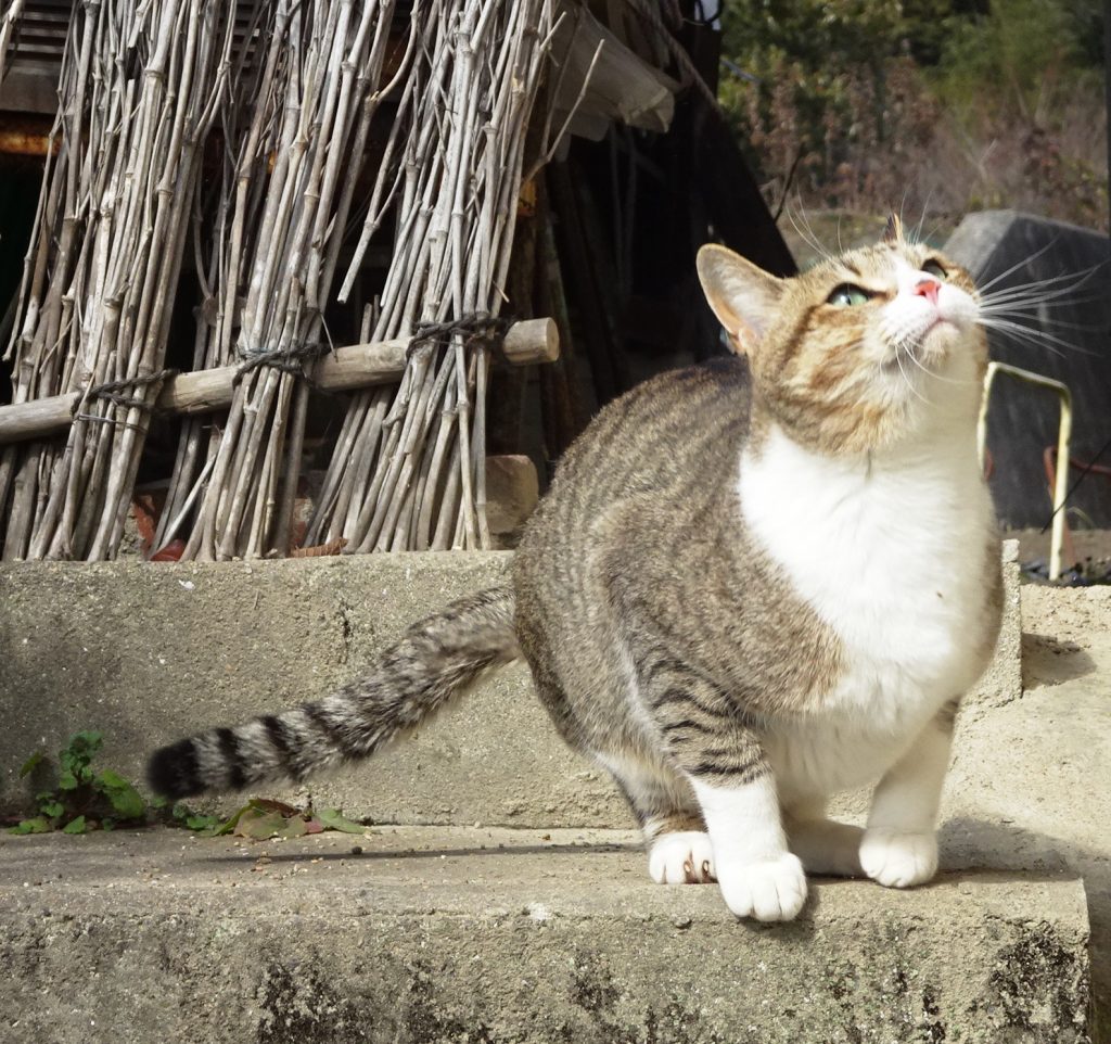ねこ、風太 ひなたぼっこ