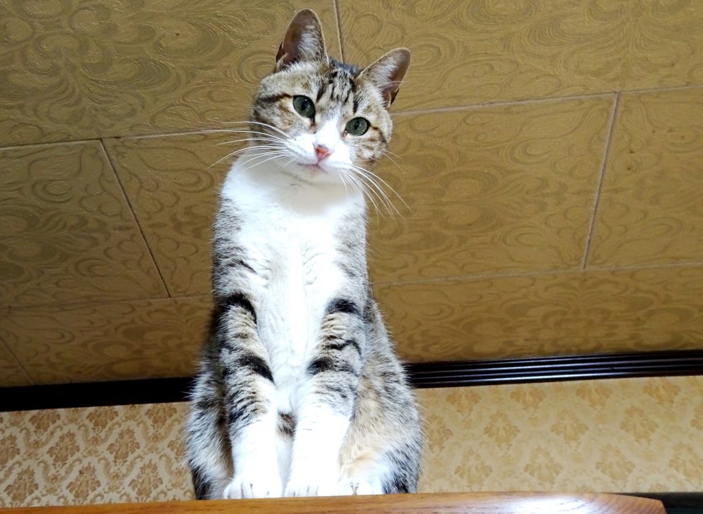 ねこ、風太 タンスの上