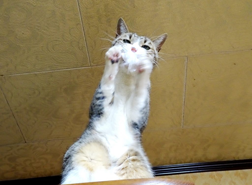 ねこ、風太 タンスの上