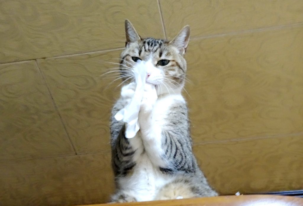 ねこ、風太 タンスの上