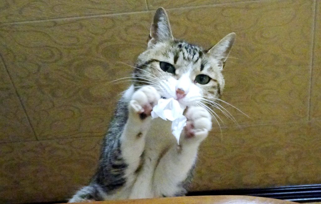 ねこ、風太 タンスの上