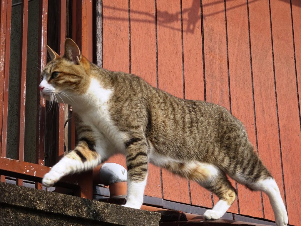 ねこ、風太 巡回