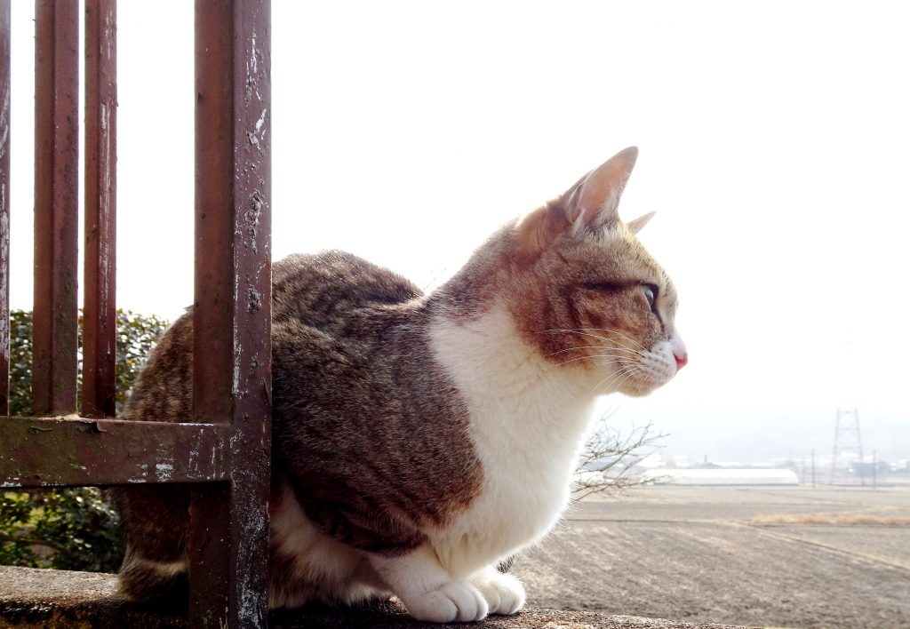 ねこ、風太 ひなたぼっこ